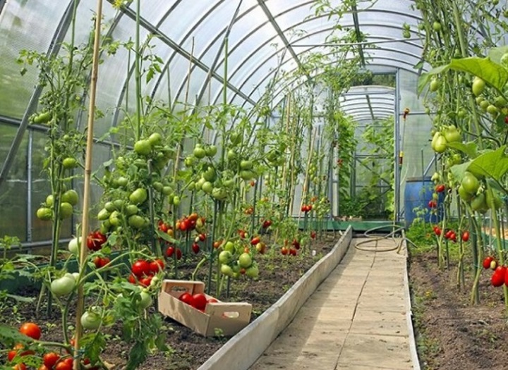 بهترین گیاهان برای پرورش در گلخانه